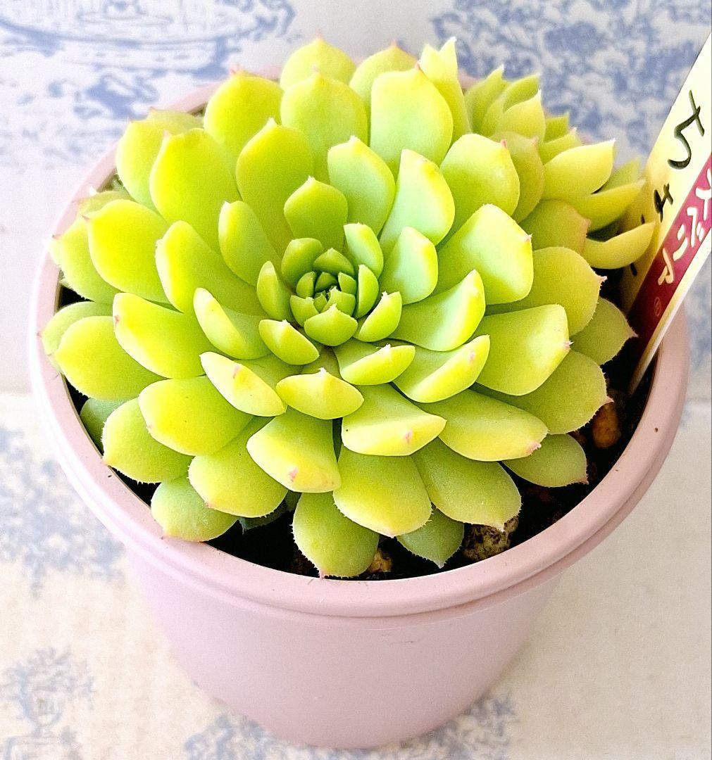 ちょこん札付きポットごとメルカリ便おらいさん苗ミックスベリア