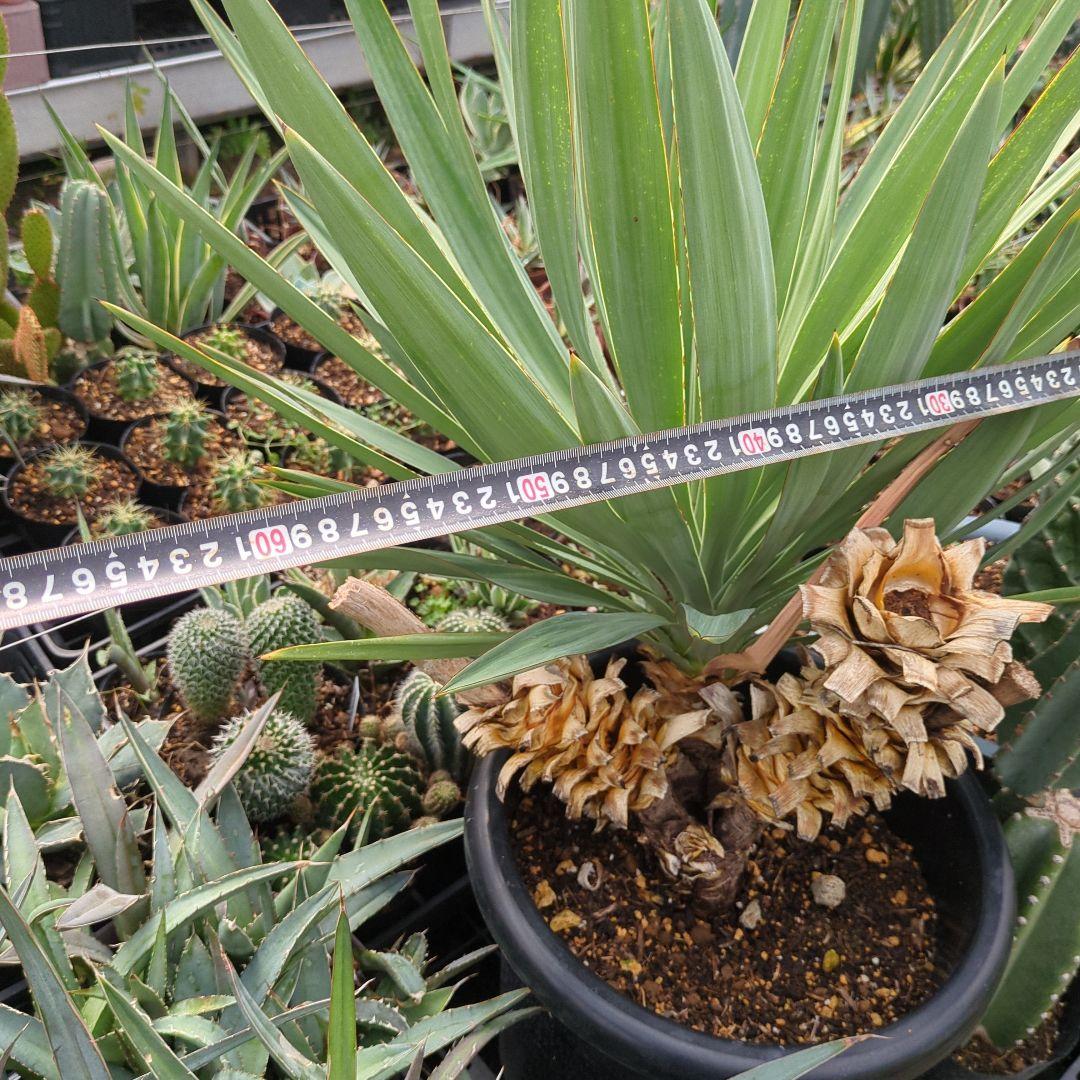 ユッカ　 アツバキミガヨラン 3頭　グロリオサ　ドライガーデン アガベ