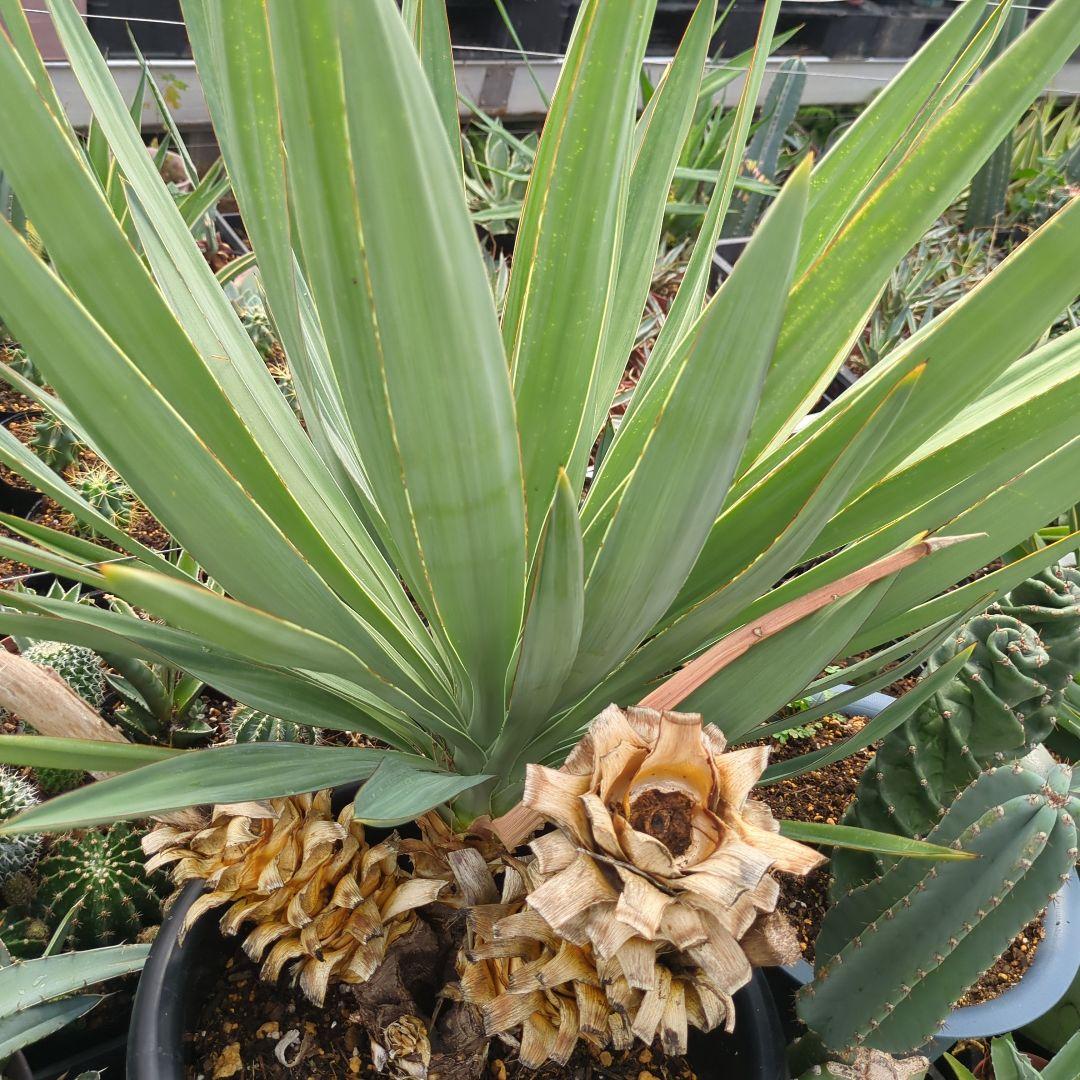 ユッカ　 アツバキミガヨラン 3頭　グロリオサ　ドライガーデン アガベ