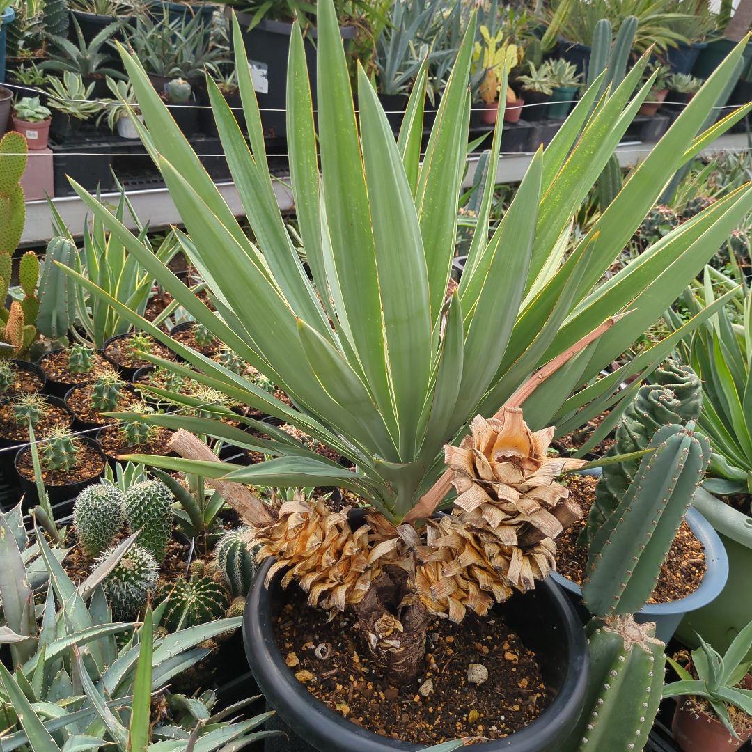 ユッカ　 アツバキミガヨラン 3頭　グロリオサ　ドライガーデン アガベ