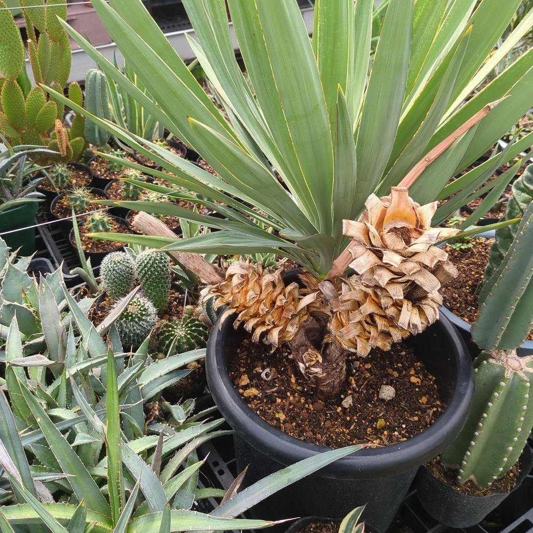 ユッカ　 アツバキミガヨラン 3頭　グロリオサ　ドライガーデン アガベ