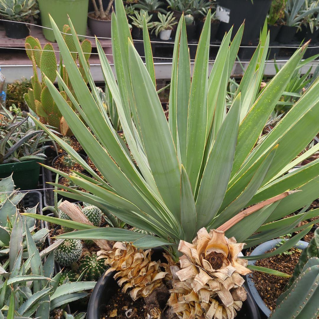 ユッカ　 アツバキミガヨラン 3頭　グロリオサ　ドライガーデン アガベ