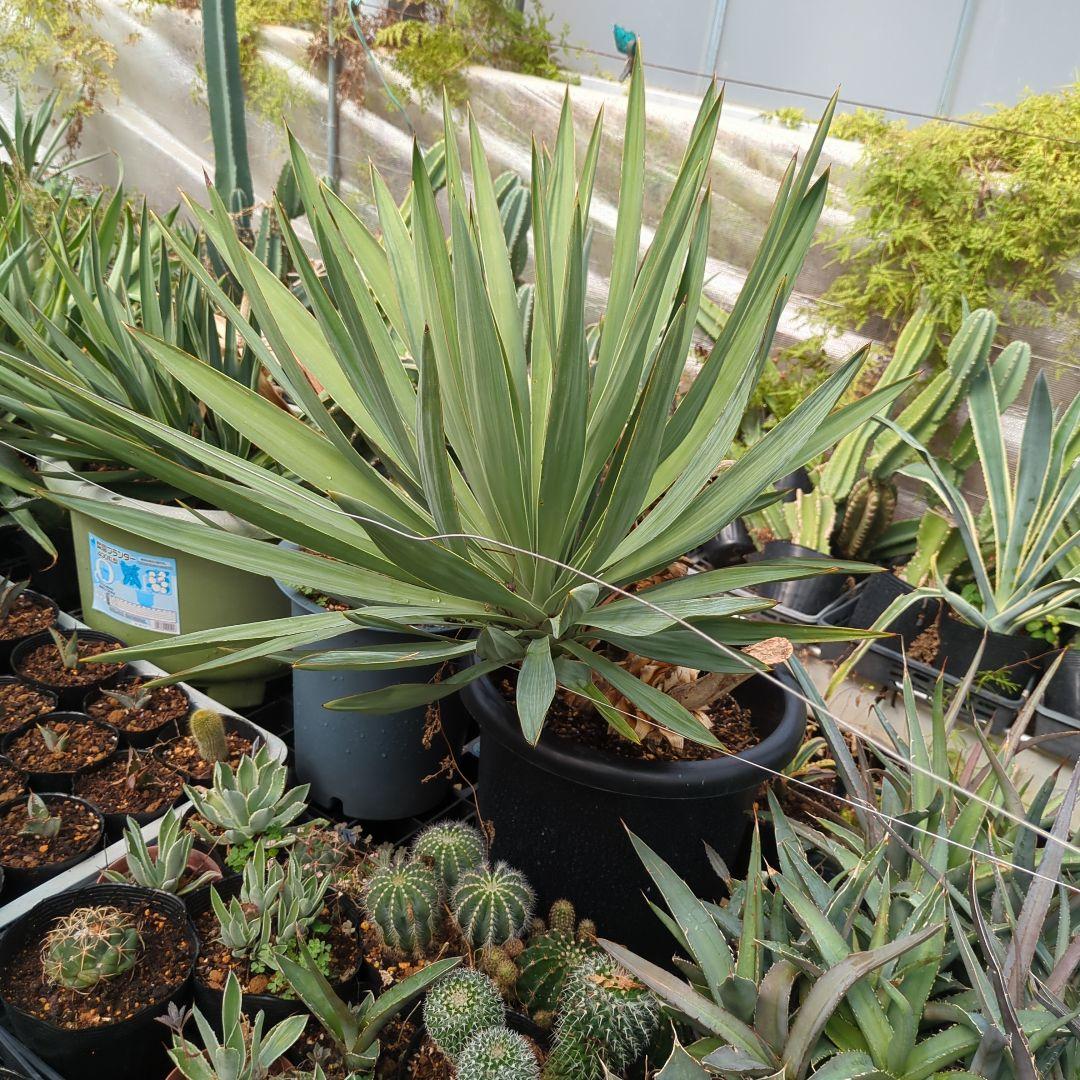 ユッカ　 アツバキミガヨラン 3頭　グロリオサ　ドライガーデン アガベ