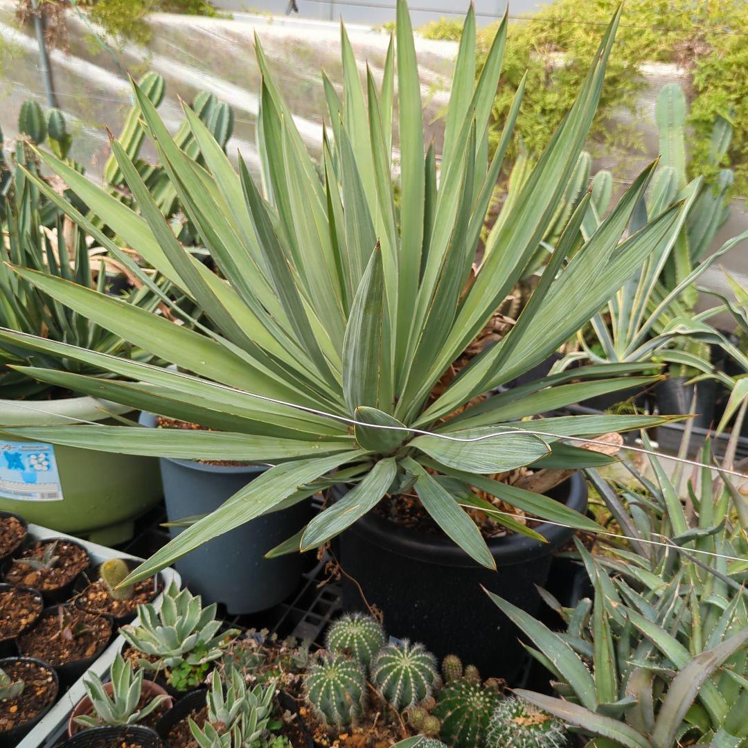 ユッカ　 アツバキミガヨラン 3頭　グロリオサ　ドライガーデン アガベ