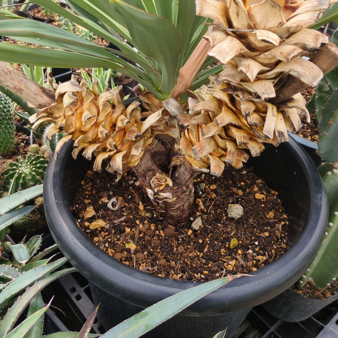 ユッカ　 アツバキミガヨラン 3頭　グロリオサ　ドライガーデン アガベ