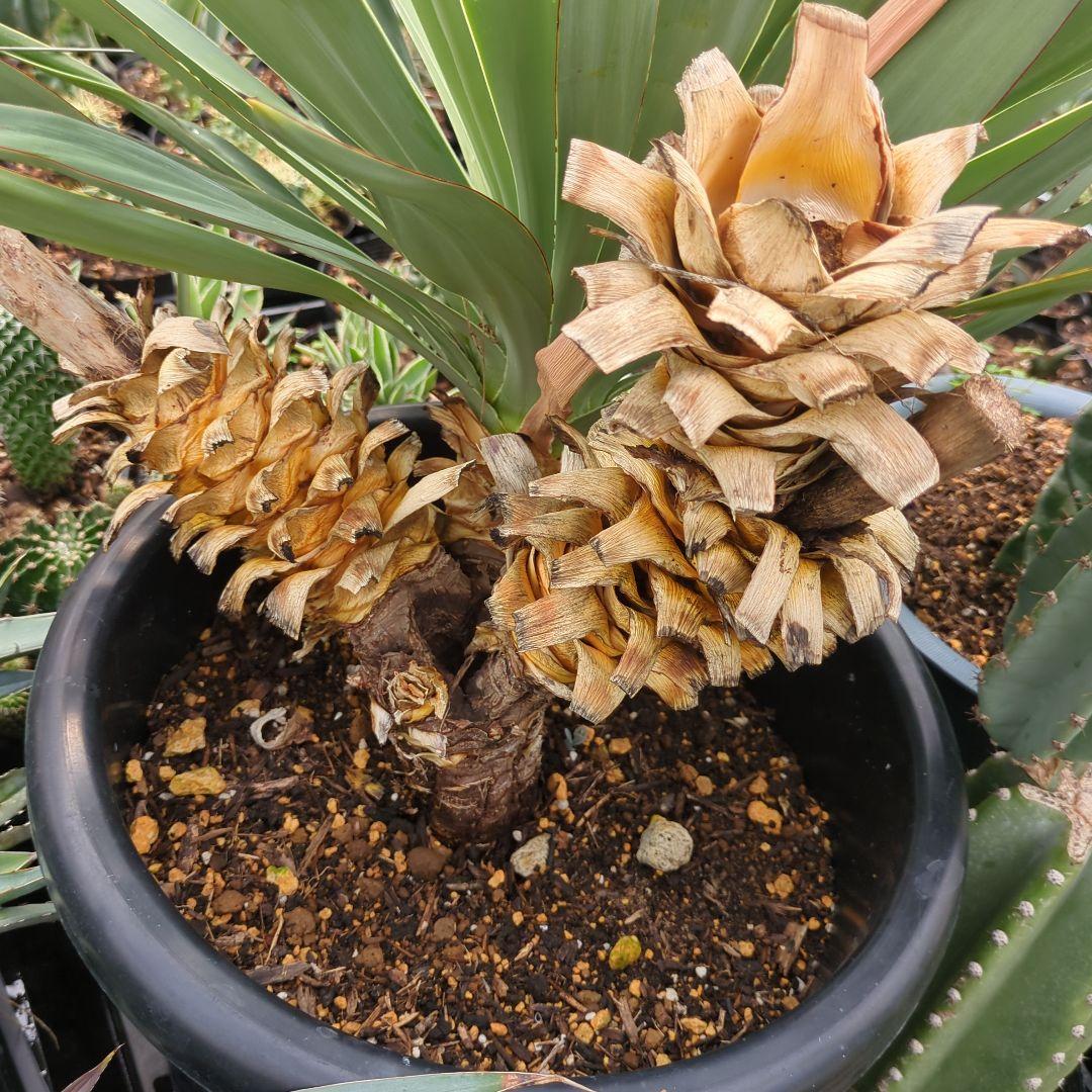 ユッカ　 アツバキミガヨラン 3頭　グロリオサ　ドライガーデン アガベ