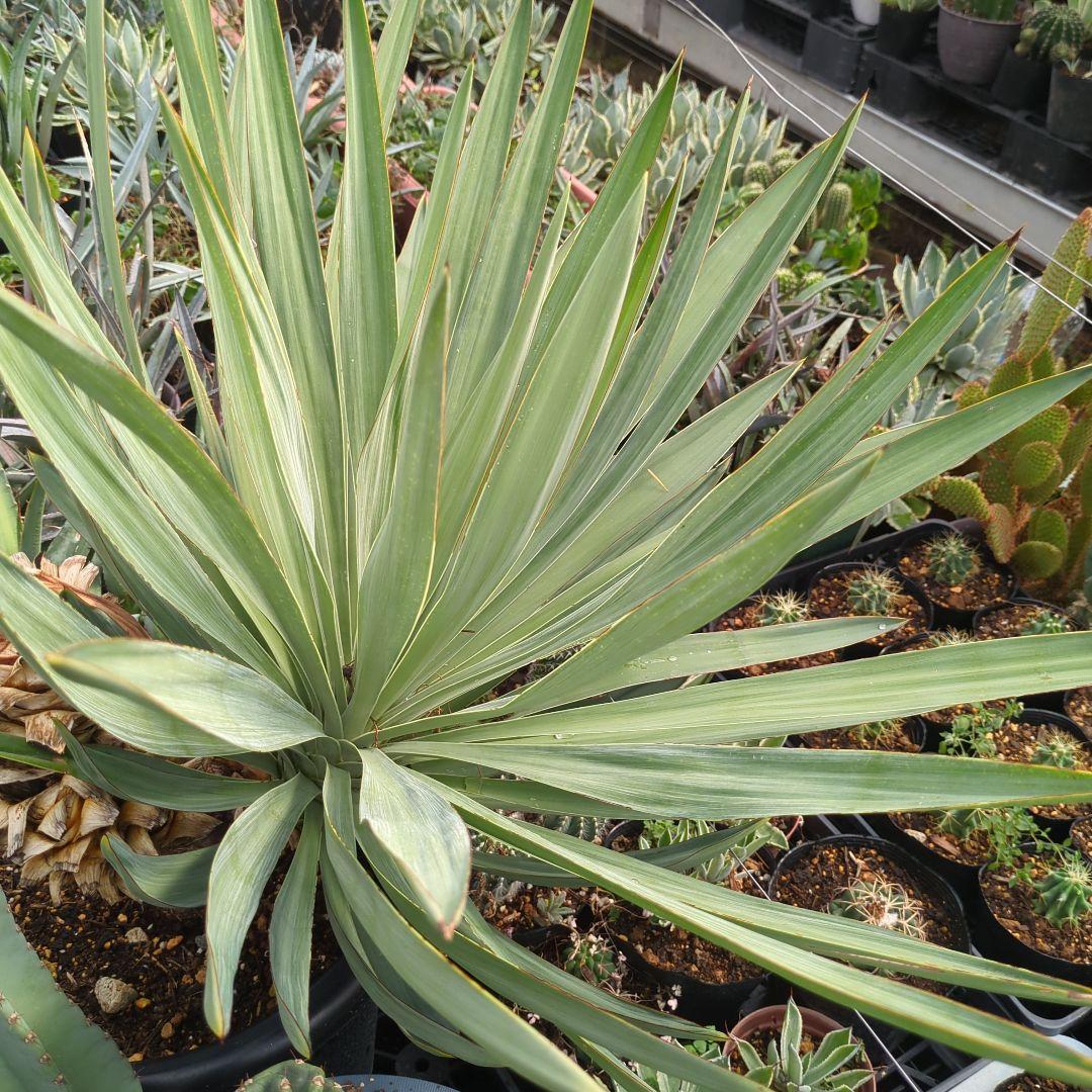 ユッカ　 アツバキミガヨラン 3頭　グロリオサ　ドライガーデン アガベ