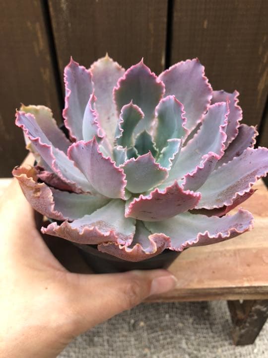 ご確認ページＢです(^○^)