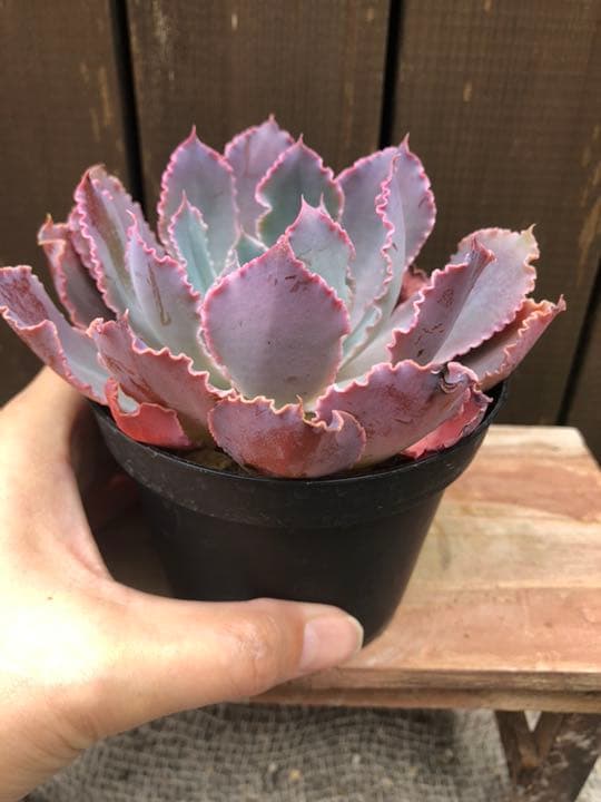 ご確認ページＢです(^○^)