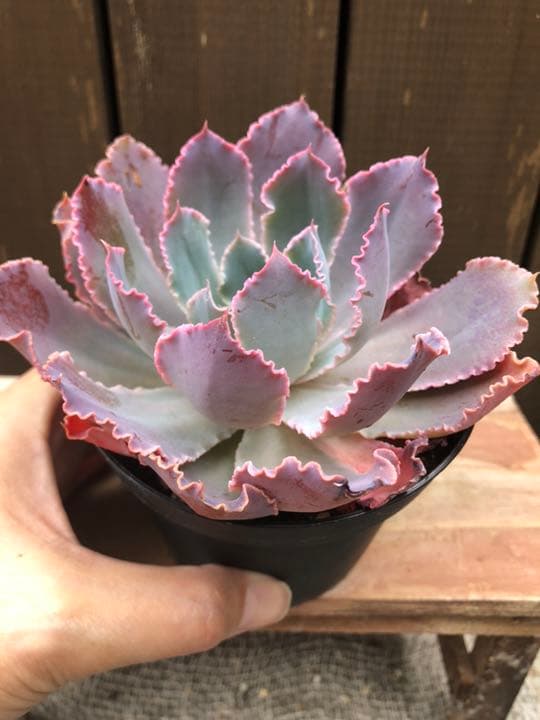 ご確認ページＢです(^○^)