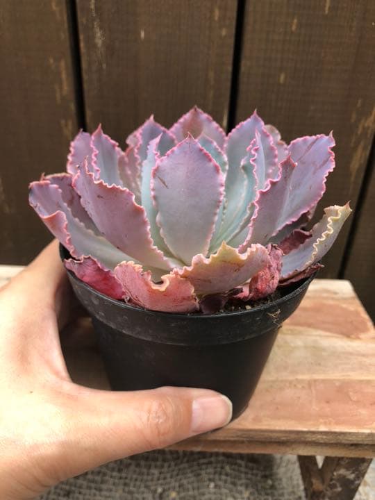 ご確認ページＢです(^○^)