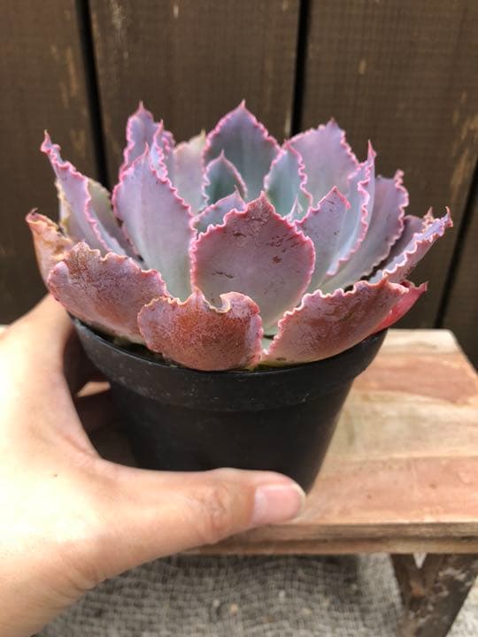 ご確認ページＢです(^○^)