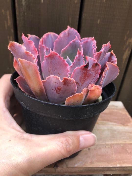 ご確認ページＢです(^○^)