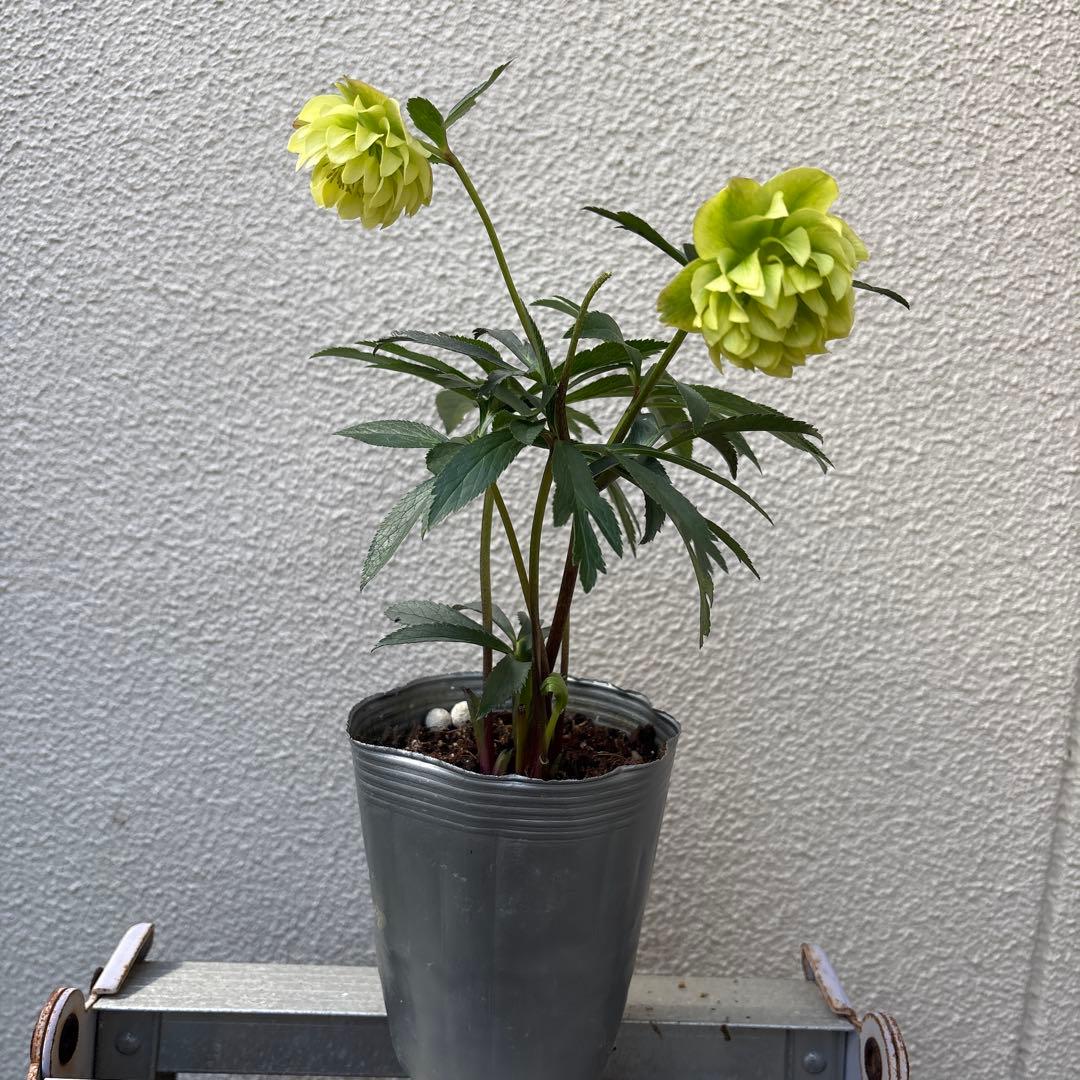 クリスマスローズ　開花株　苗　3苗セット！ ポットごと発送致します♪