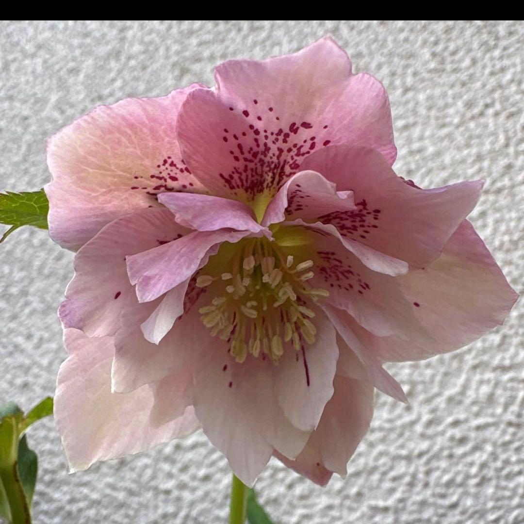 クリスマスローズ　開花株　苗　3苗セット！ ポットごと発送致します♪