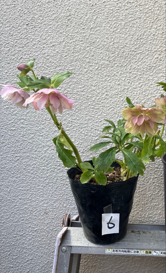 クリスマスローズ　開花株　苗　3苗セット！ ポットごと発送致します♪