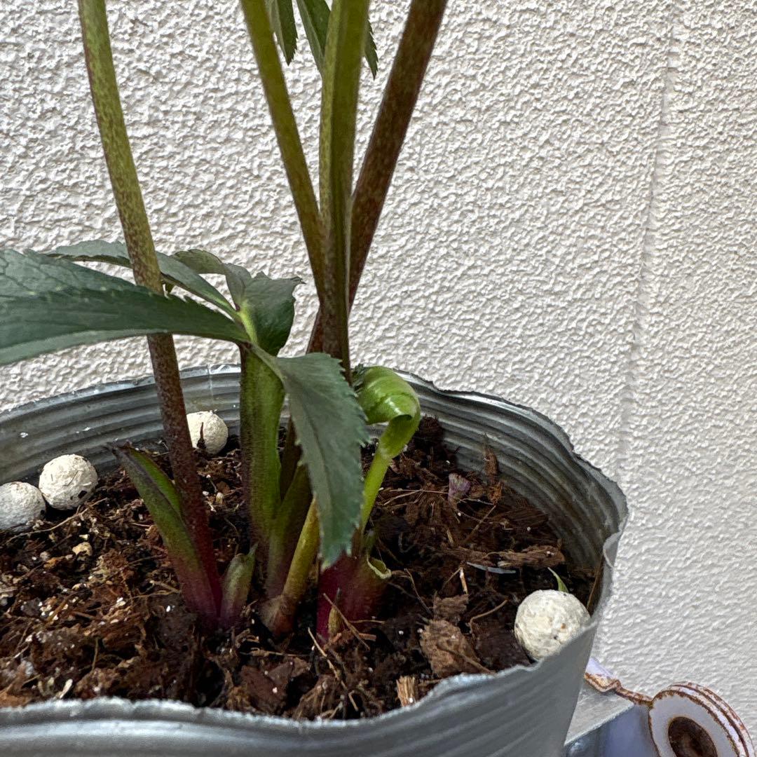 クリスマスローズ　開花株　苗　3苗セット！ ポットごと発送致します♪