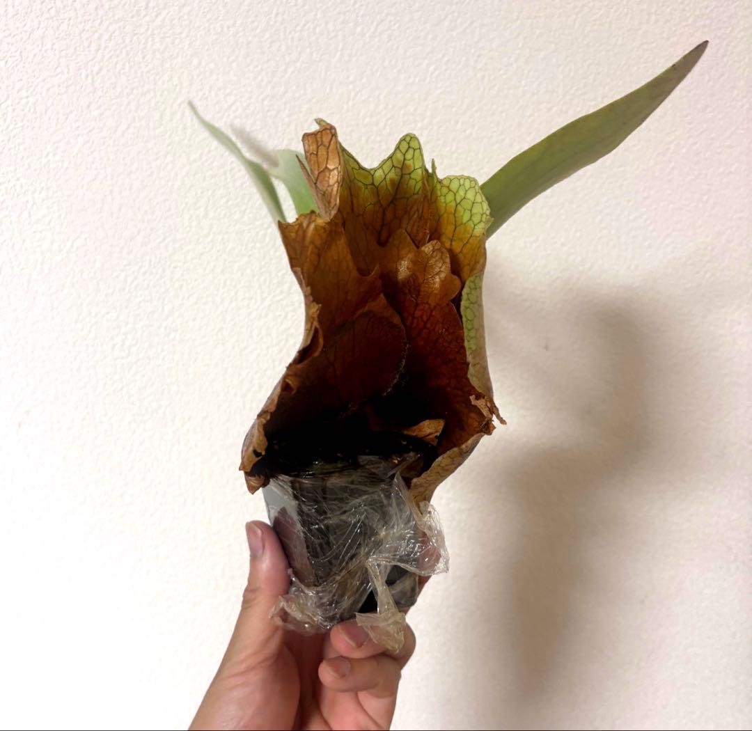 ※子株　ビカクシダ　アッキー　Akki 子株②