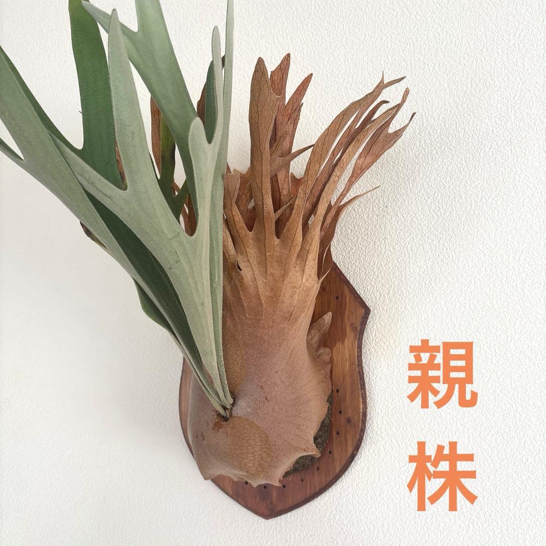 ※子株　ビカクシダ　アッキー　Akki 子株②