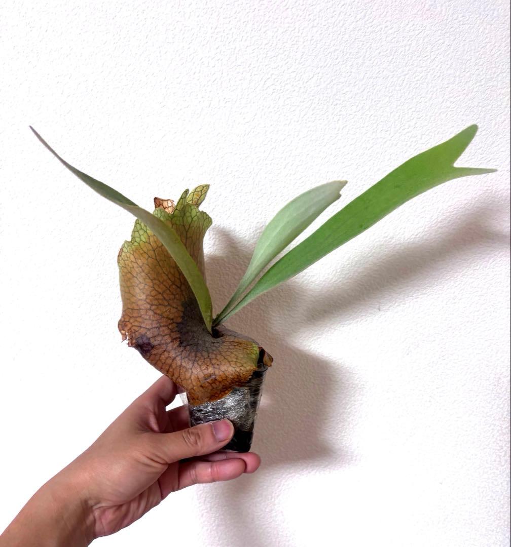 ※子株　ビカクシダ　アッキー　Akki 子株②