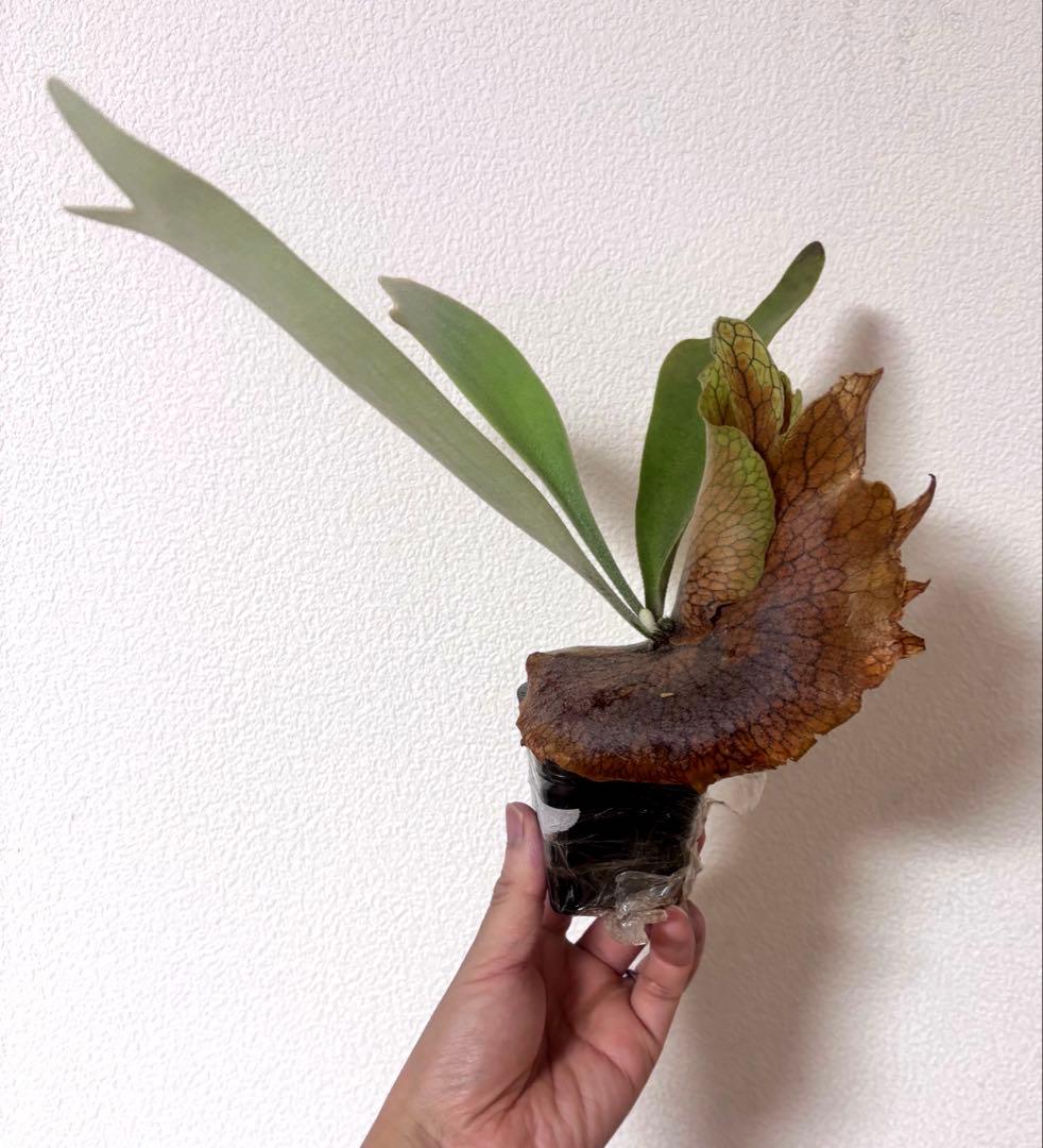 ※子株　ビカクシダ　アッキー　Akki 子株②