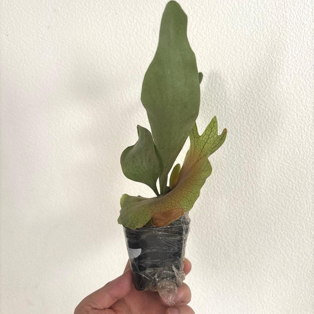 ※子株　ビカクシダ　アッキー　Akki 子株②