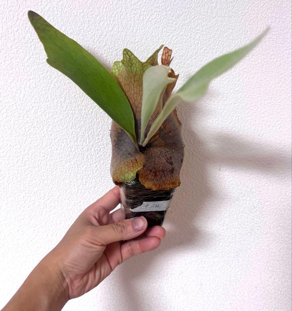 ※子株　ビカクシダ　アッキー　Akki 子株②