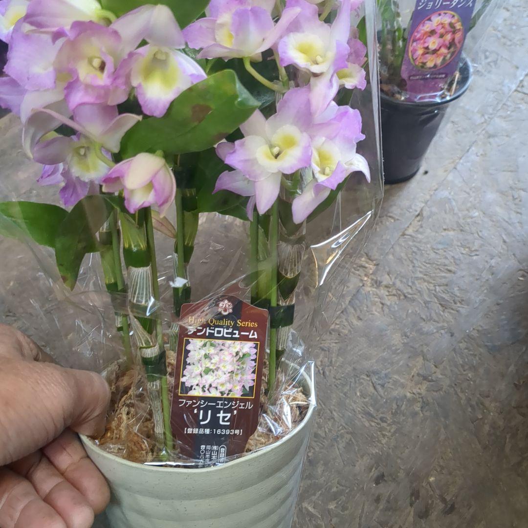 農水省公認　園芸品種写真四種4鉢