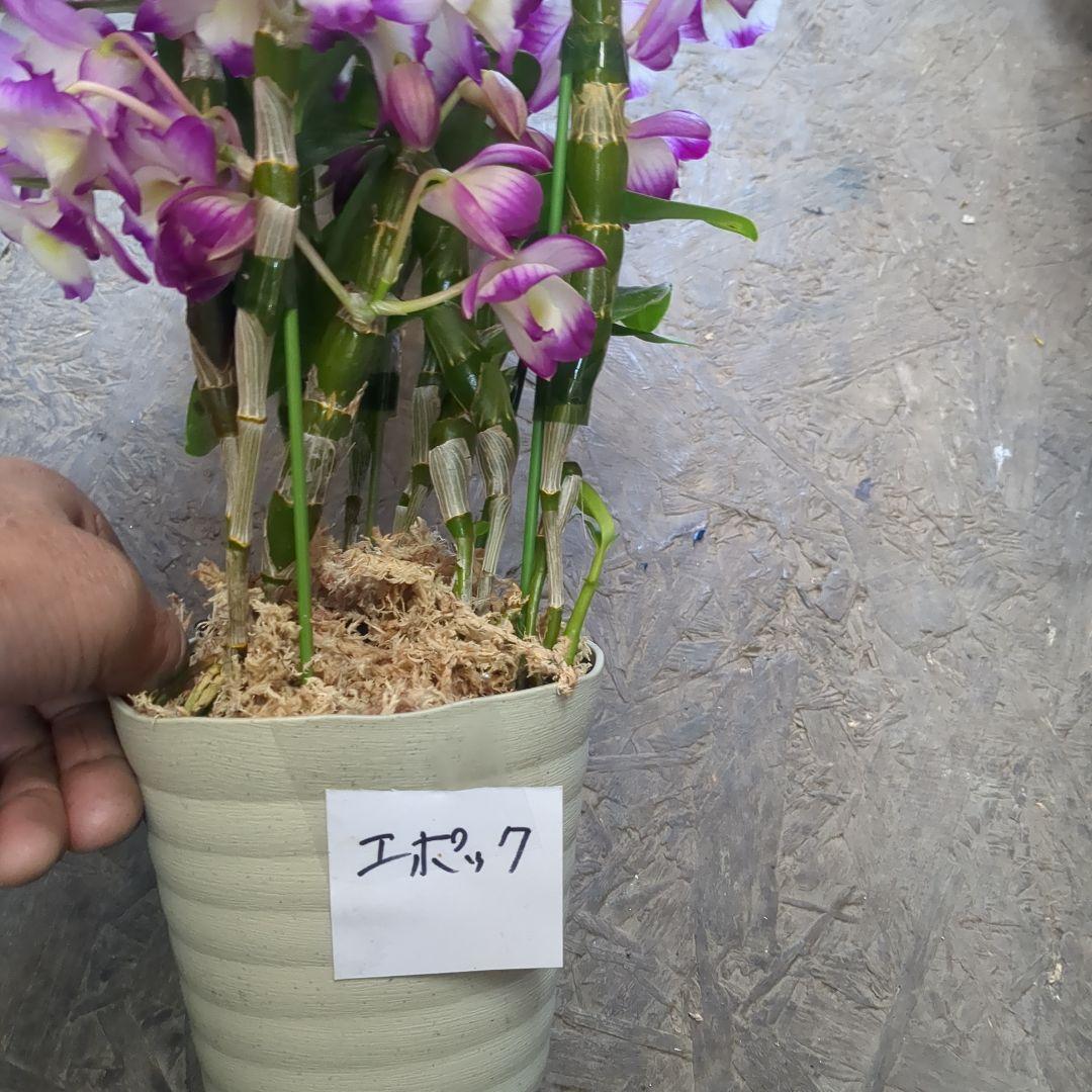 農水省公認　園芸品種写真四種4鉢