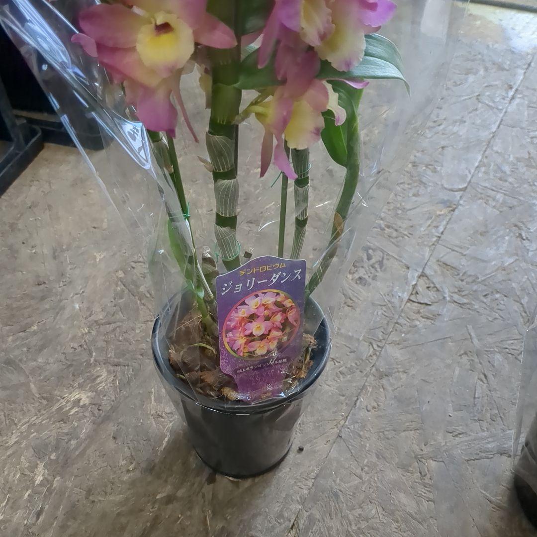 農水省公認　園芸品種写真四種4鉢