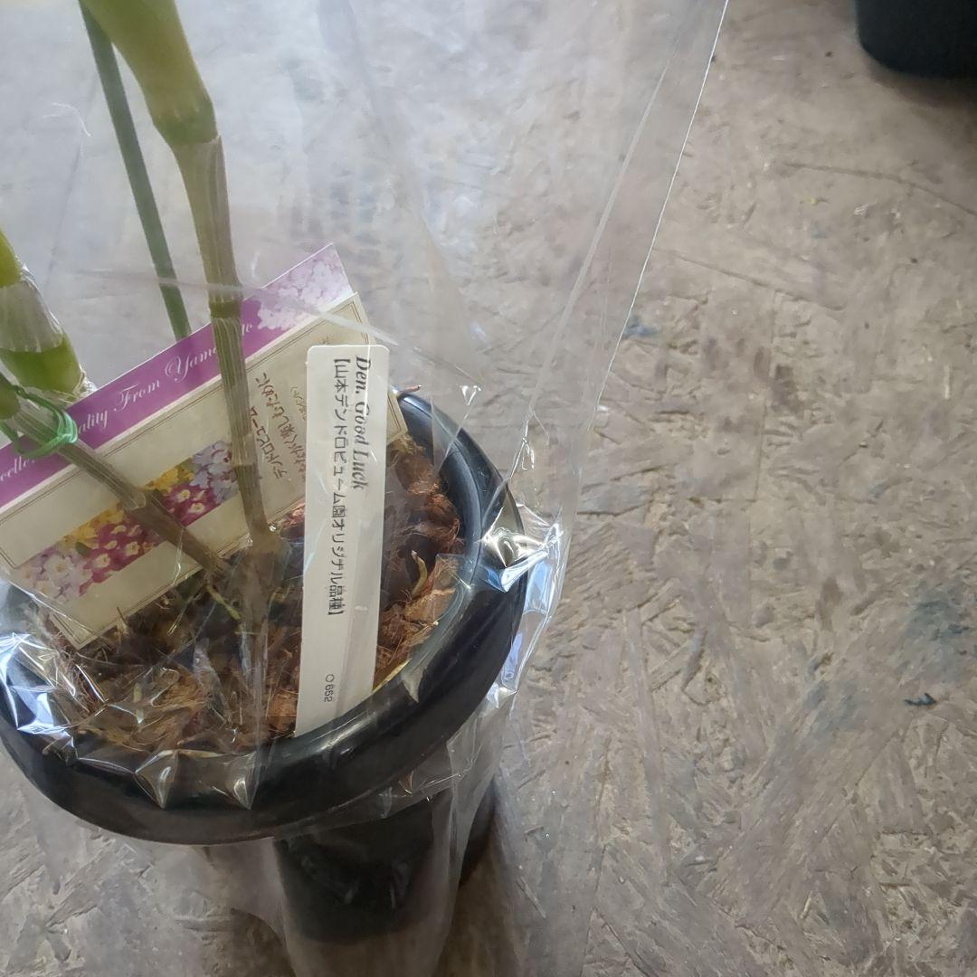 農水省公認　園芸品種写真四種4鉢