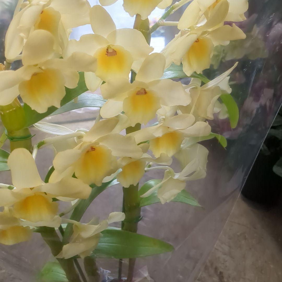 農水省公認　園芸品種写真四種4鉢