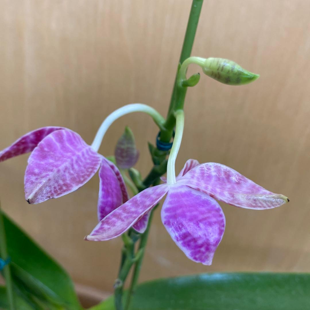 開花　蕾あり　胡蝶蘭原種　ファレノプシス　ルデマニアナ　洋蘭