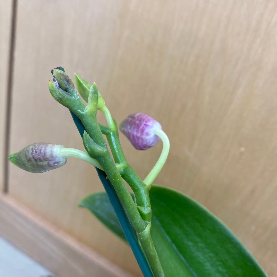 開花　蕾あり　胡蝶蘭原種　ファレノプシス　ルデマニアナ　洋蘭