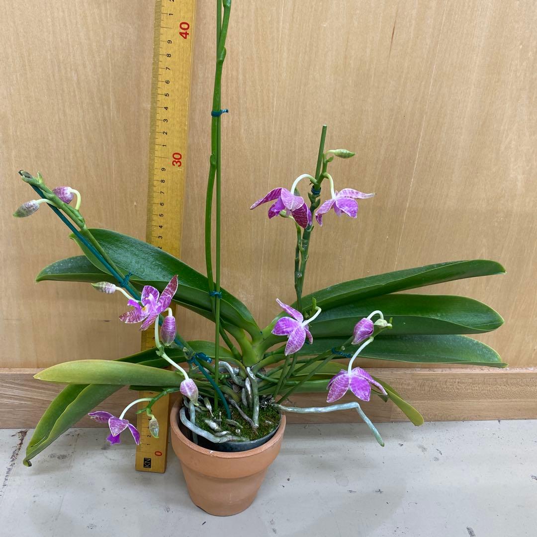 開花　蕾あり　胡蝶蘭原種　ファレノプシス　ルデマニアナ　洋蘭