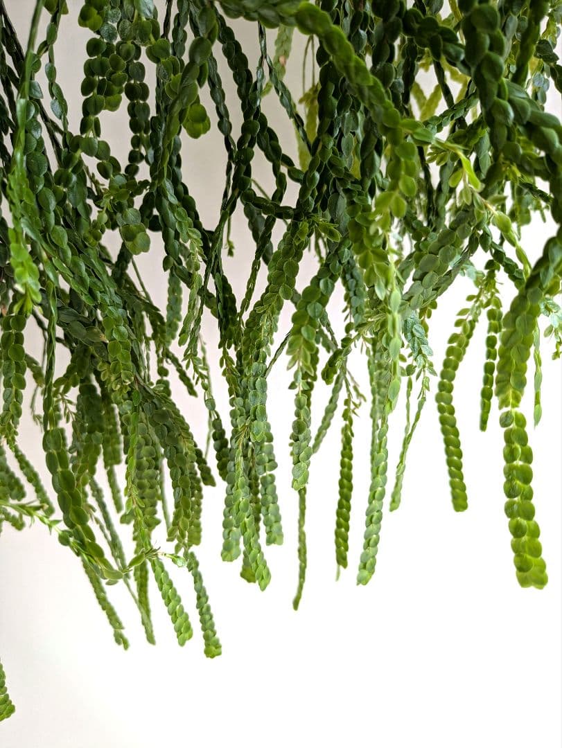 フペルジア ヌンムラリフォリア