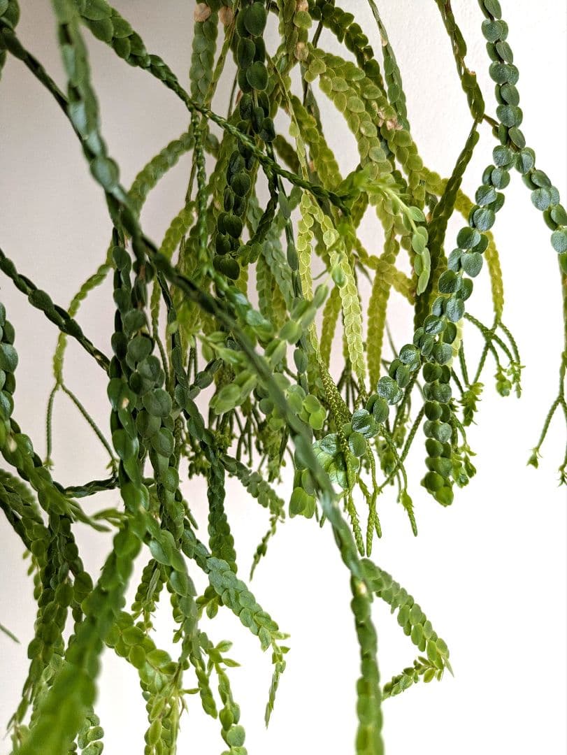 フペルジア ヌンムラリフォリア