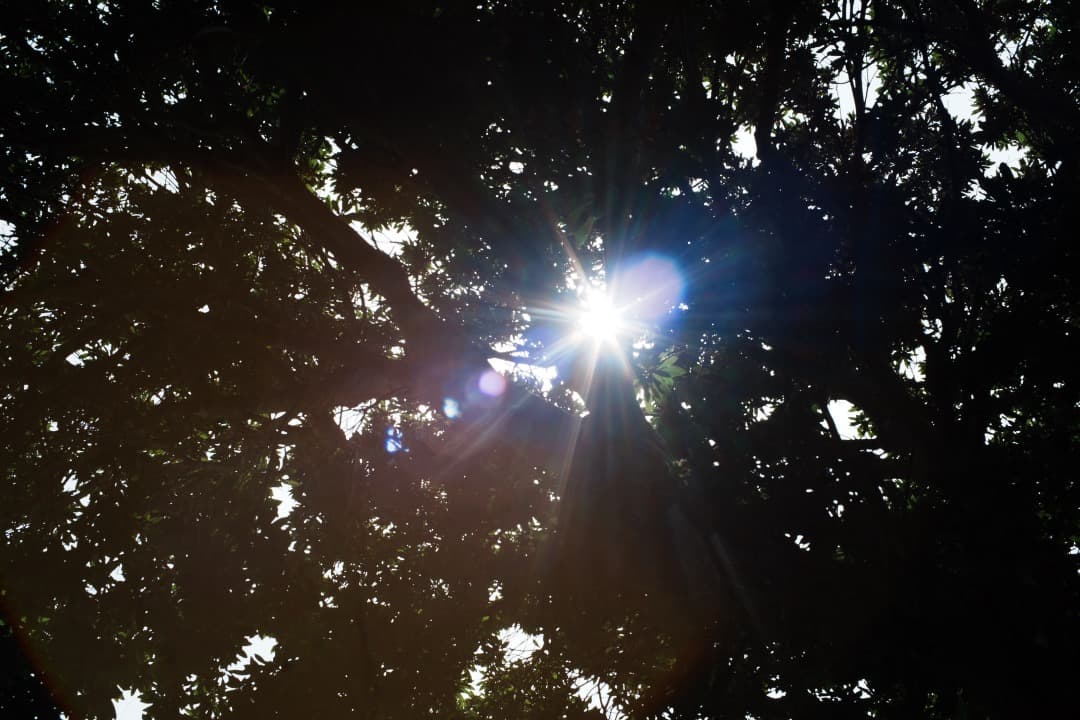 【美品】動作◎ オリンパス G.Zuiko auto 50mm F1.4 706