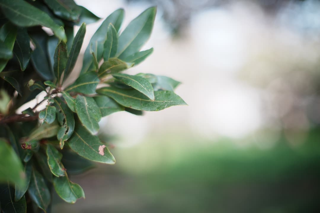 【美品】動作◎ オリンパス G.Zuiko auto 50mm F1.4 706