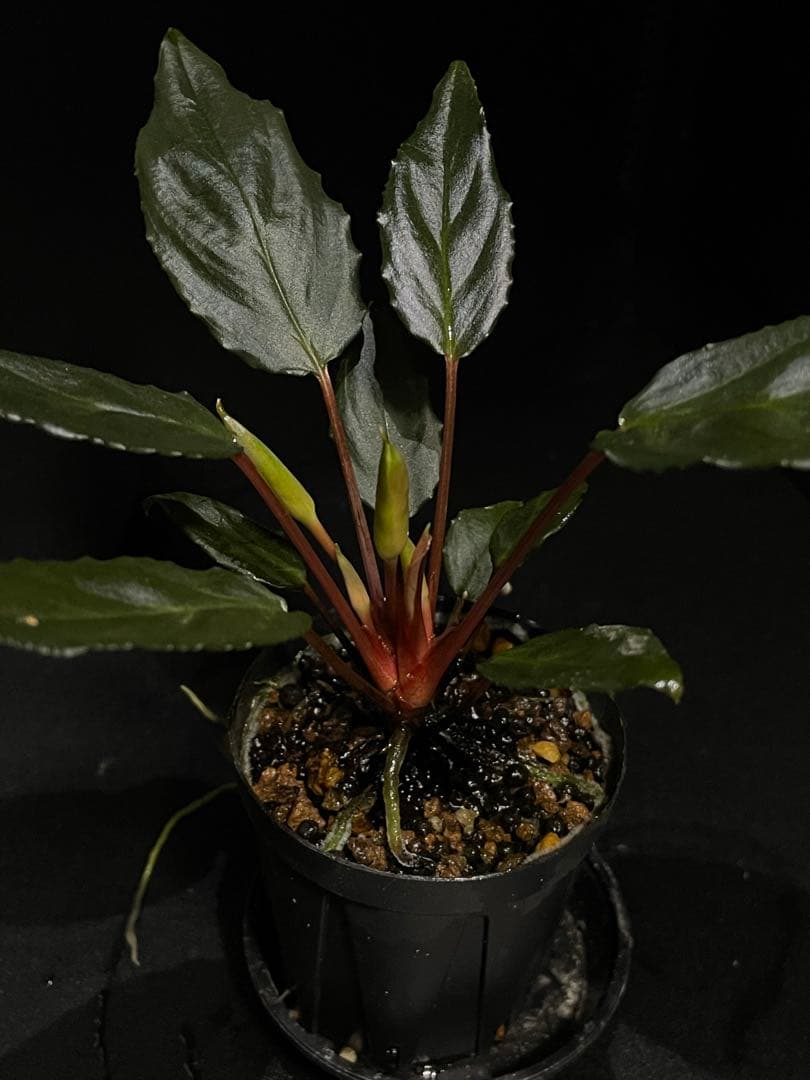 Homalomena sp. \"Sulawesi Red\" LA便