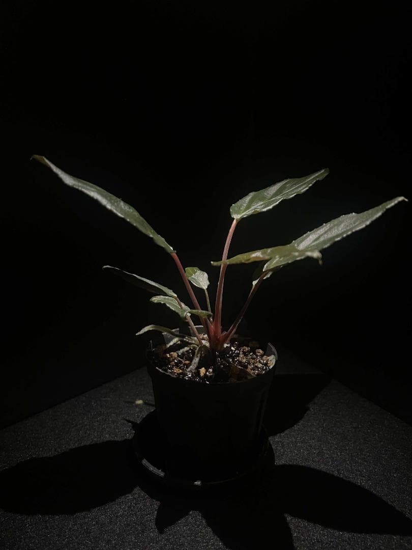 Homalomena sp. \"Sulawesi Red\" LA便