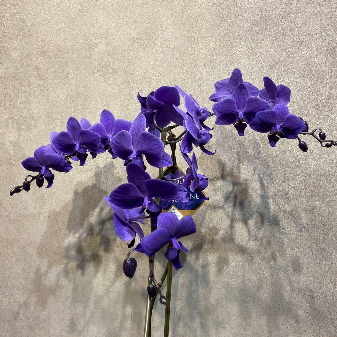 入荷少なめです❗️超希少❗️胡蝶蘭❤️ブルージーン　1本立