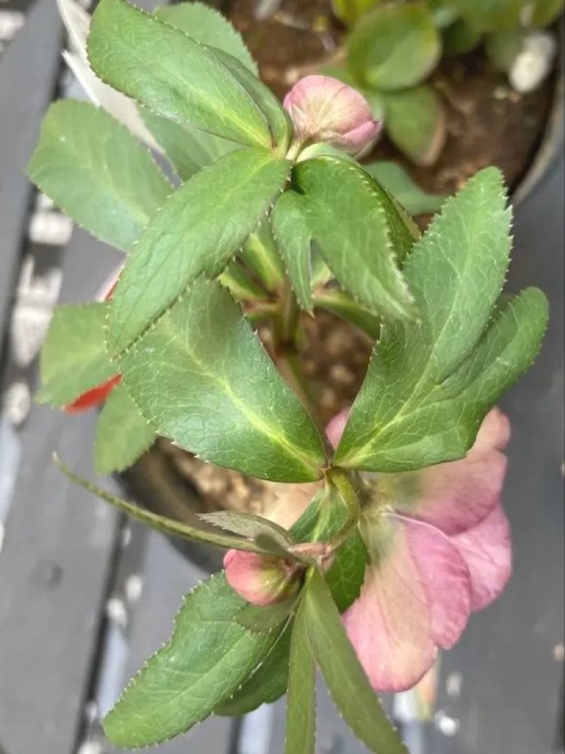 横山園芸　クリスマスローズ　プチドール八重咲きピンク花