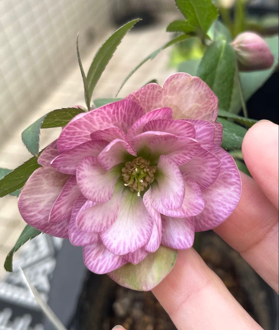 横山園芸　クリスマスローズ　プチドール八重咲きピンク花