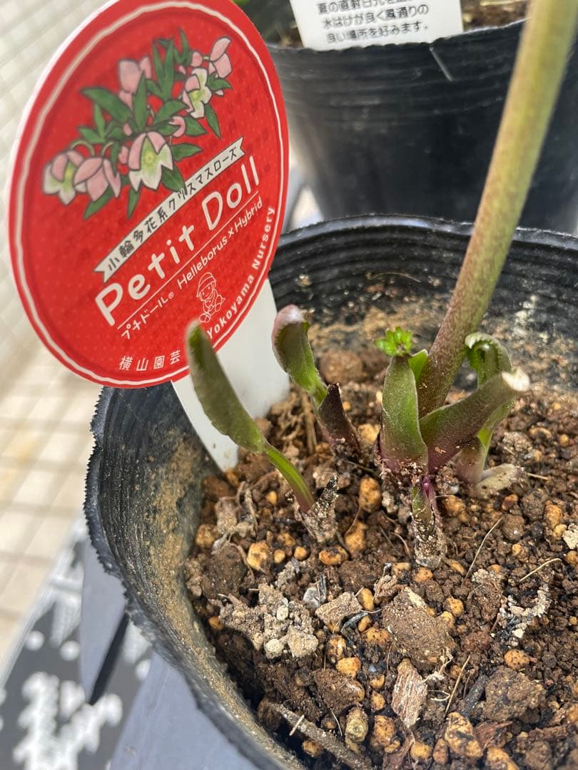 横山園芸　クリスマスローズ　プチドール八重咲きピンク花