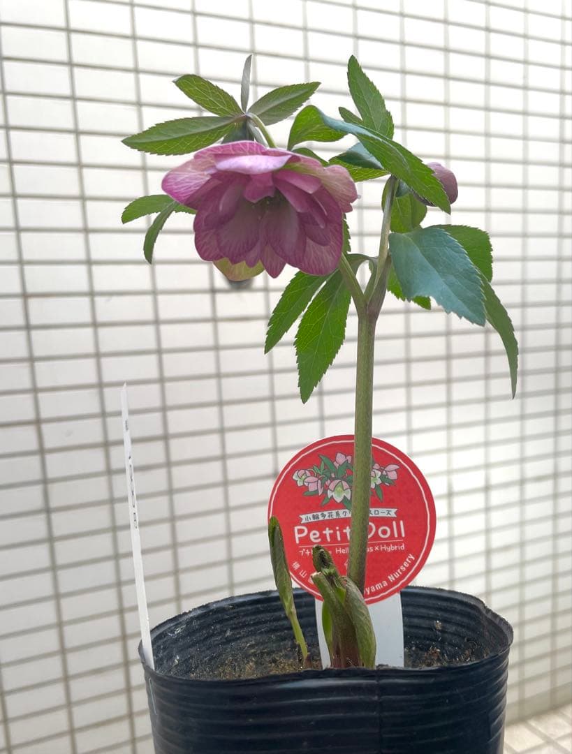 横山園芸　クリスマスローズ　プチドール八重咲きピンク花
