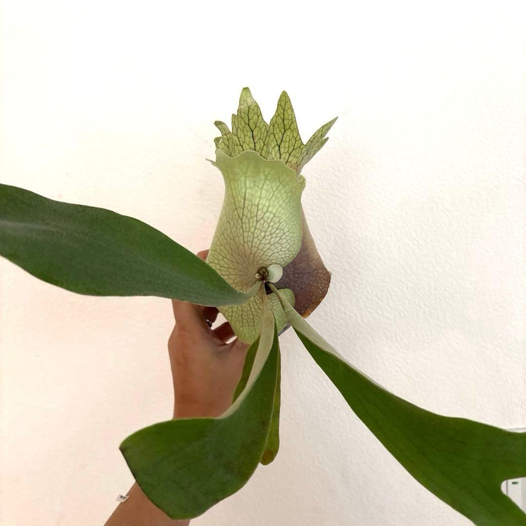 ※子株　ビカクシダ　アッキー　Akki 子株①