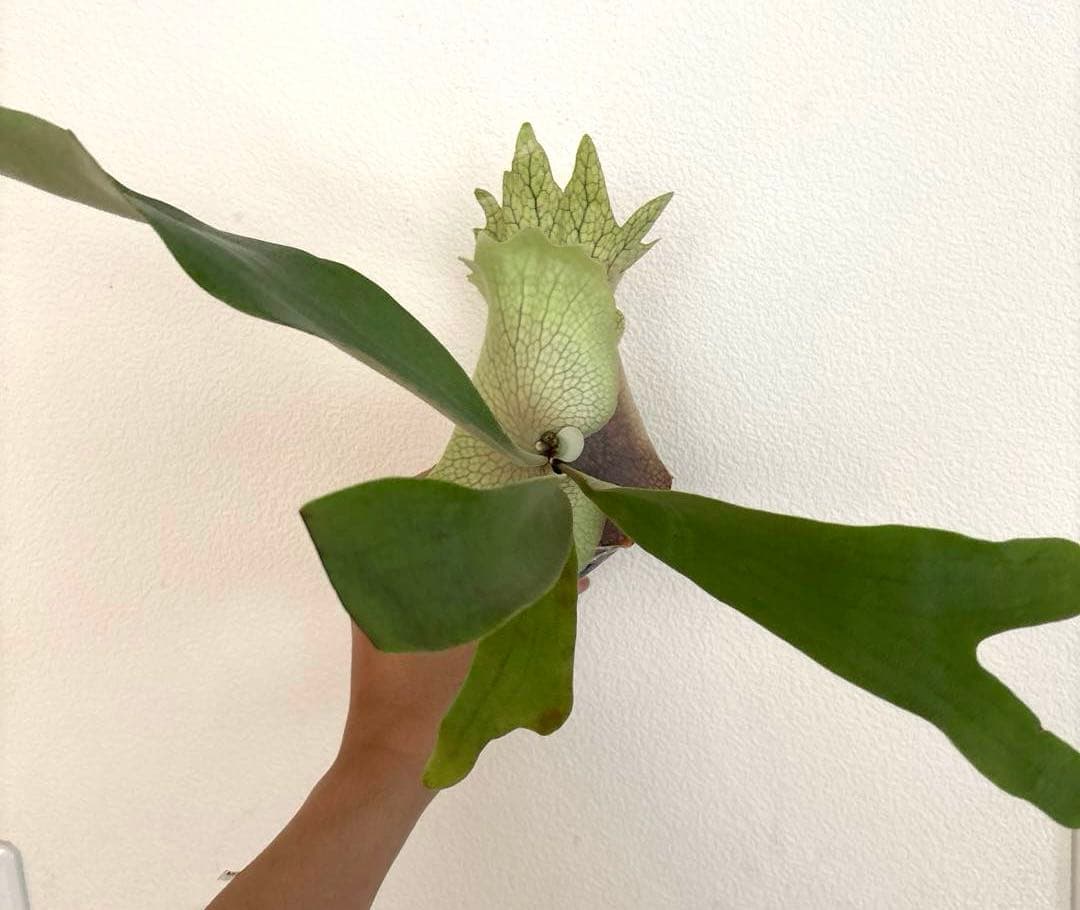 ※子株　ビカクシダ　アッキー　Akki 子株①