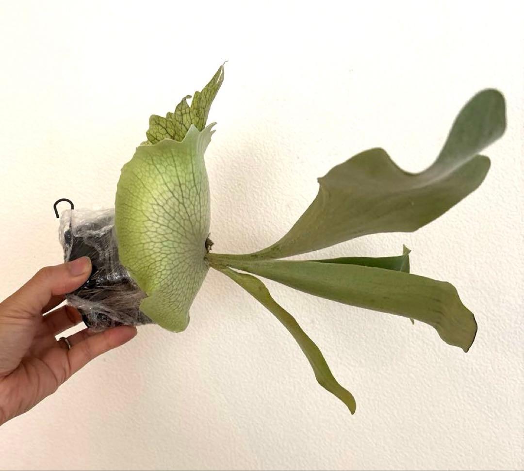 ※子株　ビカクシダ　アッキー　Akki 子株①