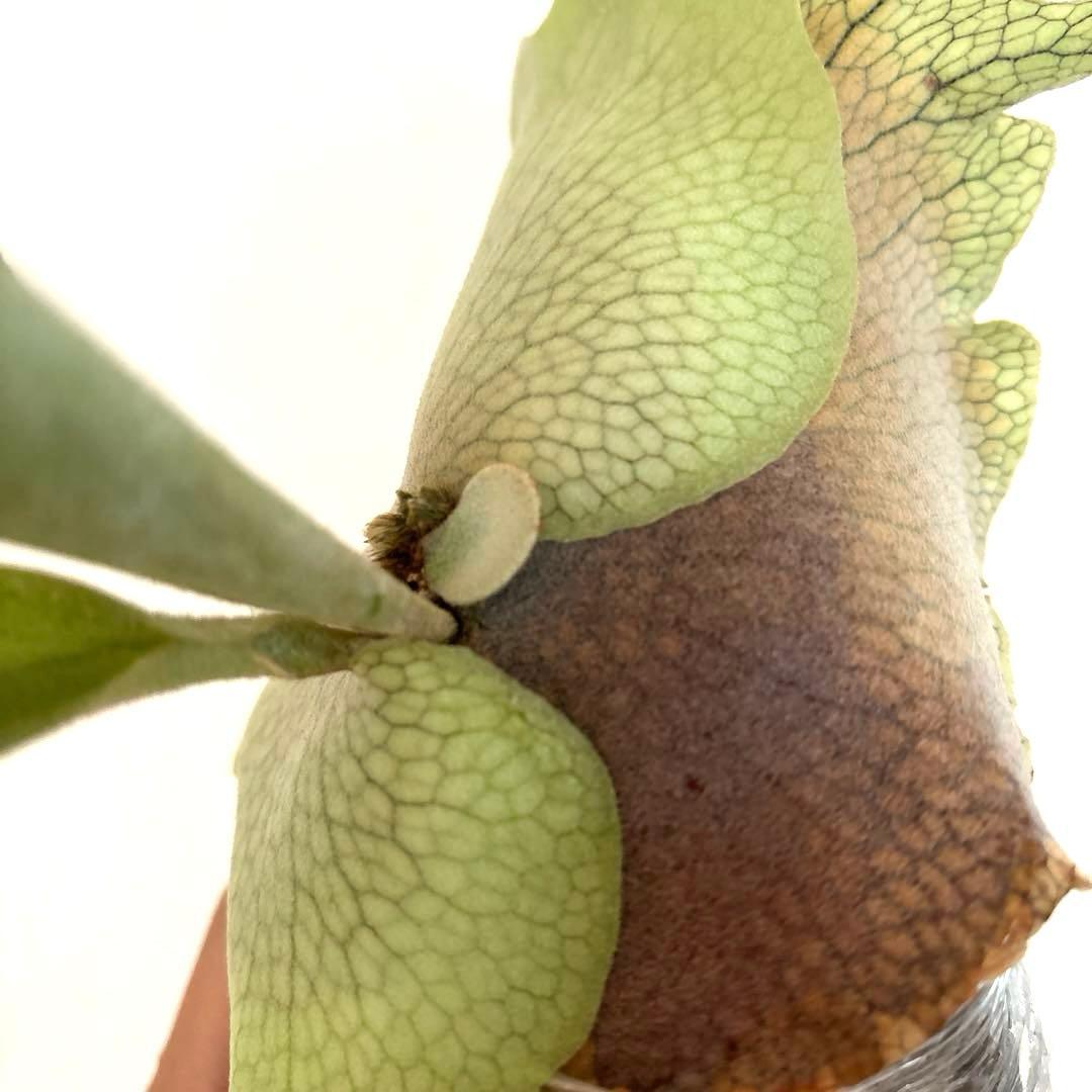 ※子株　ビカクシダ　アッキー　Akki 子株①